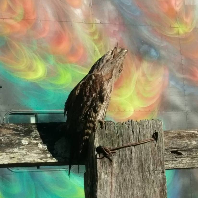 tawny_frogmouth_james_arthur_warren