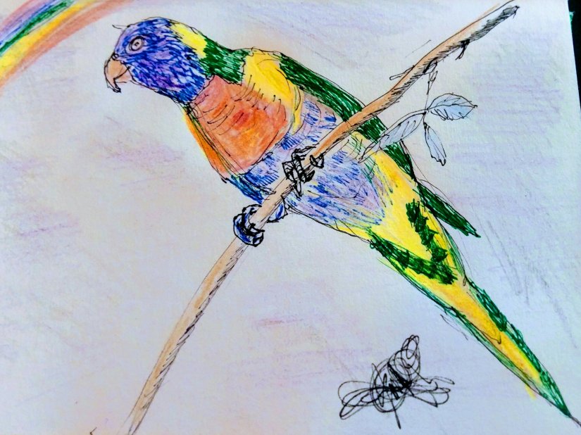 The rise of the rainbow lorikeet drawing
