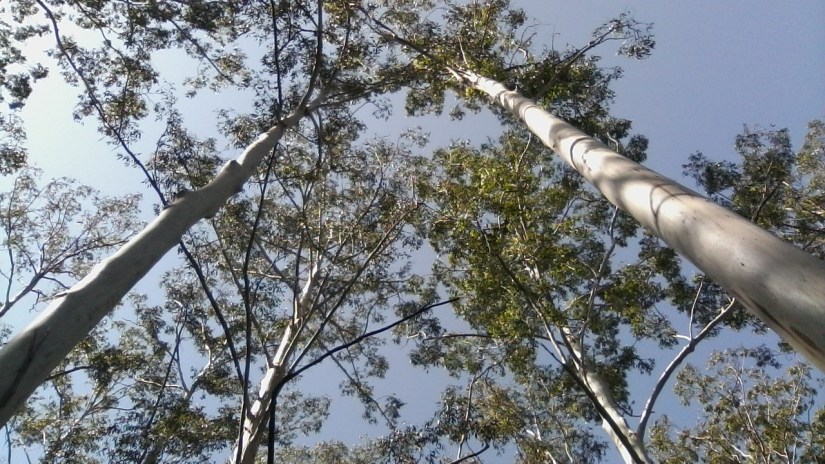 Tall Blue Gum Trees
